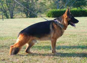 Illustration for article titled This Dog Is One Fierce Son Of An Xbox